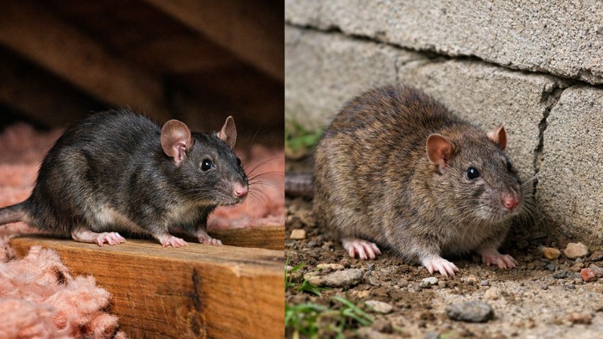 Lubbock rodent control blog, guides, identification, and treatment advice